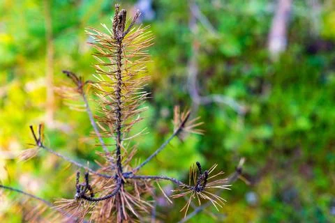 Abstract branch of an old pine Stock Photos