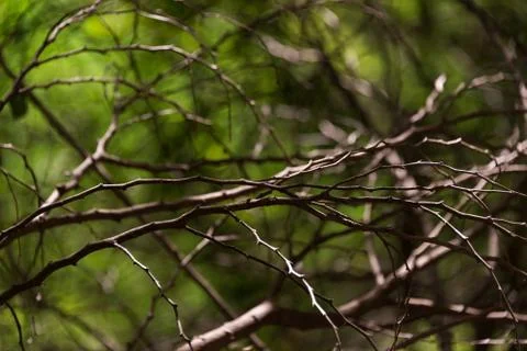 Abstract branch tree with soft light Stock Photos
