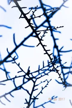 Abstract Branches Art Stockfoto's