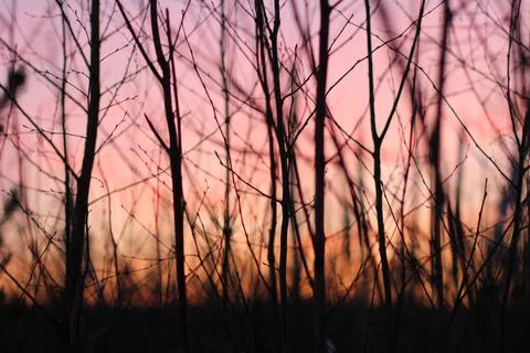 Abstract branches background on pink sunset background 写真素材