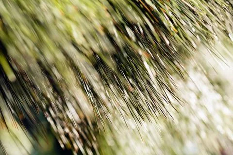 Abstract branches conifers Stock Photos