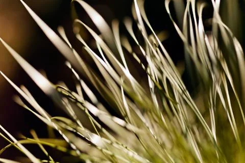 Abstract branches conifers Stock Photos