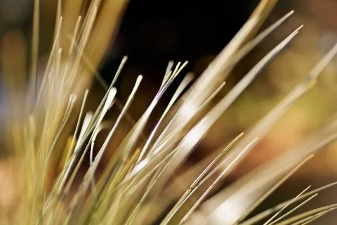 Abstract branches conifers Stock Photos