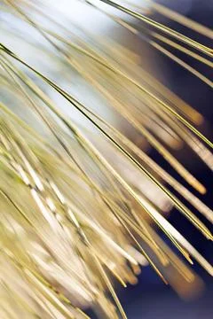 Abstract branches conifers Stock Photos