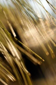 Abstract branches conifers Stock Photos