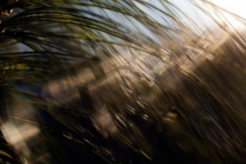 Abstract branches conifers Stock Photos