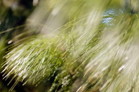 Abstract branches conifers Stock Photos