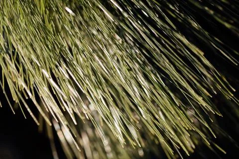 Abstract branches conifers Stock Photos