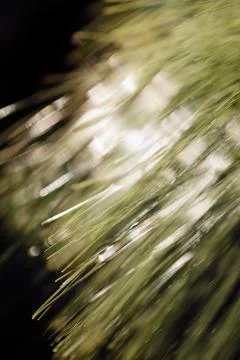 Abstract branches conifers Stock Photos