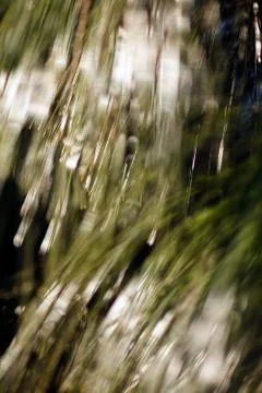 Abstract branches conifers Stock Photos