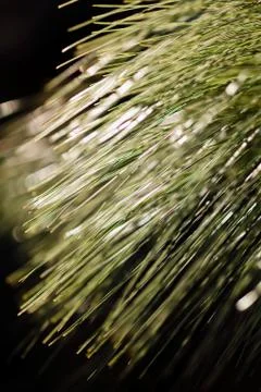 Abstract branches conifers Stock Photos
