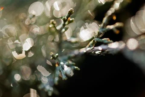 Abstract branches conifers Stock Photos
