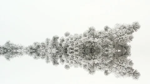 Abstract Branches Stock Footage 123015016