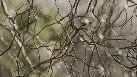 Abstract branches moving softly with the wind and brightening with sunlight Vídeos de archivo 248330820