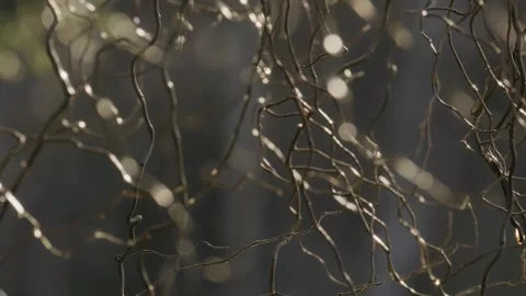 Abstract branches moving with the wind and brightening with sunlight. Close up. Stock Footage 248330829