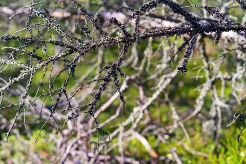 Abstract branches of an old tree Stock Photos