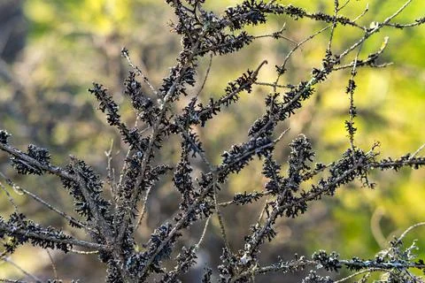 Abstract branches of an old tree Stock Photos