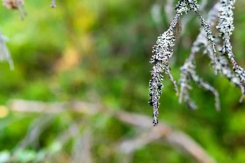 Abstract branches of an old tree Stock Photos