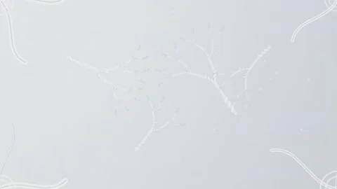 Abstract branches softly swaying in gentle motion on minimal white background Stock Footage 341096424