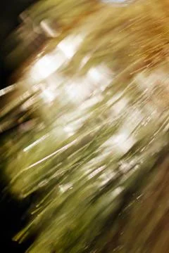 Abstract branches of white pine Stock Photos