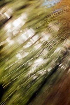 Abstract branches of white pine Stock Photos