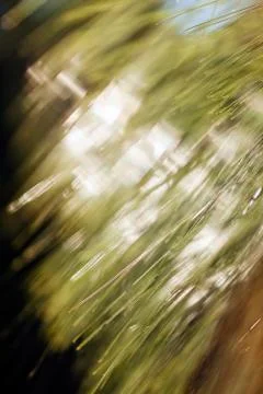 Abstract branches of white pine Stock Photos