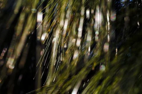 Abstract branches of white pine Stock Photos
