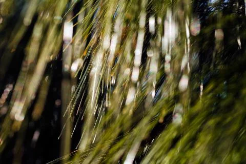 Abstract branches of white pine Stock Photos