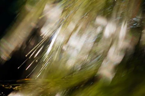 Abstract branches of white pine Stock Photos