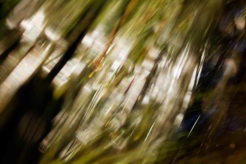 Abstract branches of white pine Stock Photos