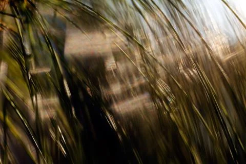 Abstract branches of white pine Stock Photos