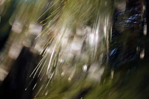 Abstract branches of white pine Stock Photos