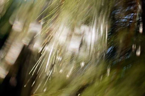 Abstract branches of white pine Stock Photos