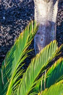 Abstract branches of a young palm tree Foto stock