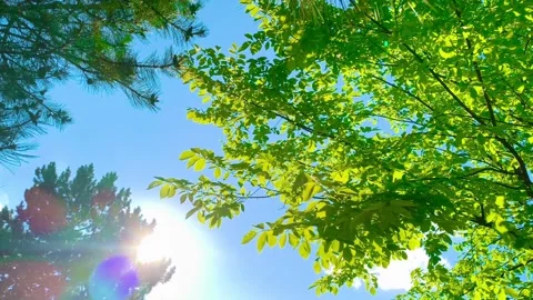 Abstract bright glowing green tree leaves hanging blowing in the wind clear sky Video stock 317135802