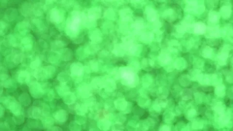 Abstract bright green background, motion blurred glittering green lights, b.. Stock Footage 249511416