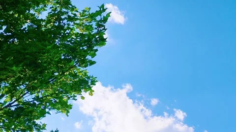 Abstract bright green hanging tree leaves blowing in the wind with cloud sky Stockbeeldmateriaal 317135627