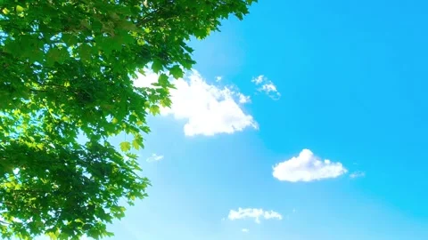 Abstract bright green hanging tree leaves blowing in the wind with cloud sky Video stock 317135681
