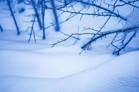 Abstract bright snowy background with copy space. Winter garden landscape wit 스톡 사진