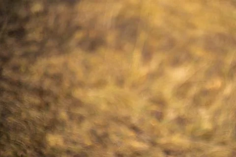 Abstract brown background. Bokeh is created by an old lens. Stock Photos