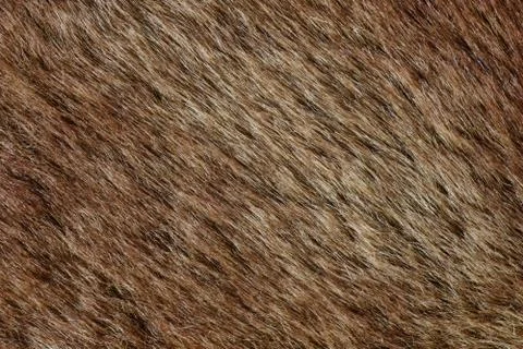 Abstract brown fur background (texture) Stock Photos