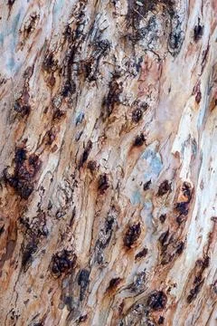 Abstract brown pattern background in colorful texture of Eucalyptus tree ba.. Stock-Fotos