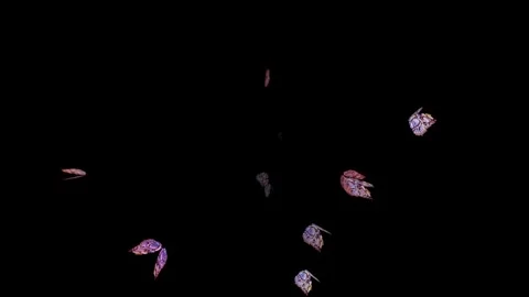 Abstract butterfly flying at night Video stock 258142017