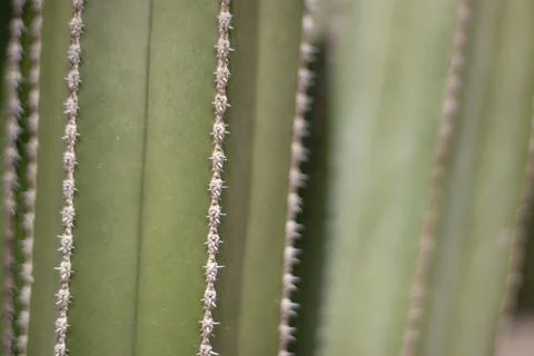 Abstract cactus rib background with diagonal spiny lines and soft blur Foto stock