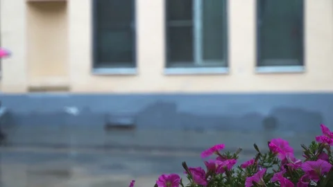 Abstract cafe window with street flowers and raindrops, rainy windy day behind Video stock 78395553