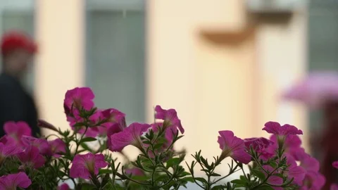 Abstract cafe window with street flowers and raindrops, rainy windy day behind Video stock 80220628