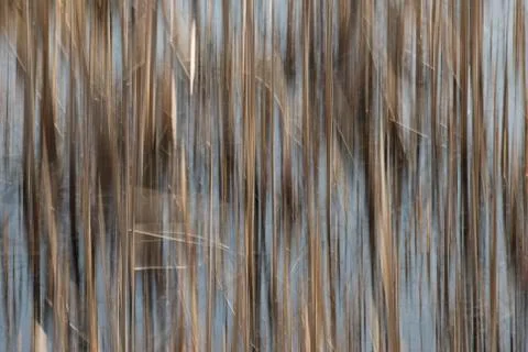 Abstract cane stems Stock Photos