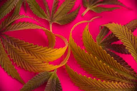Abstract cannabis leaves pattern over pink background Stock Photos