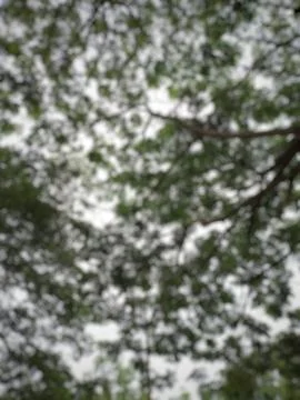 Abstract Canopy View A Soft Focus Dreamy Glimpse into Verdant Nature Stock Photos