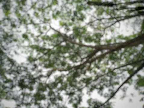 Abstract Canopy View through Tree Branches and Green Foliage Stock Photos